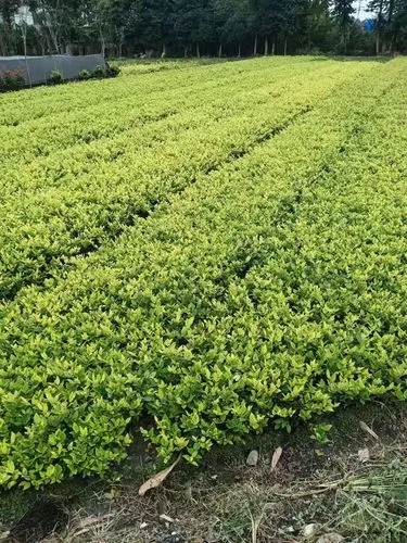 道路绿化工程围栏施工方案