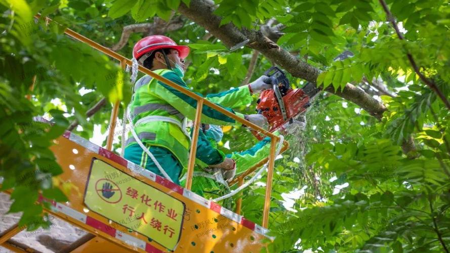 成都花叶连翘绿化工程用苗